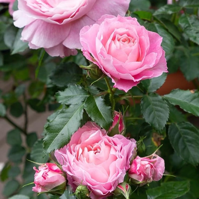 Pu&ograve; includere: Primo piano di rose rosa in varie fasi di fioritura. Le rose completamente sbocciate hanno pi&ugrave; strati di petali rosa chiaro. Sono visibili anche foglie e boccioli verdi, creando una composizione floreale naturale.