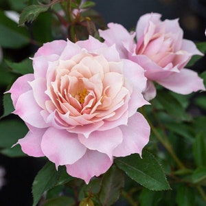 Huanzi Rose de Chine.