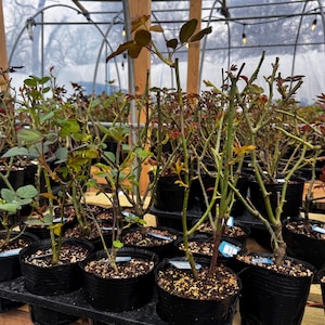 Pu&ograve; includere: Una collezione di roseti in vaso in una serra. Le piante hanno foglie e steli verdi e rossastri, in vasi di plastica neri. La serra ha una struttura in legno e un tetto in plastica trasparente.