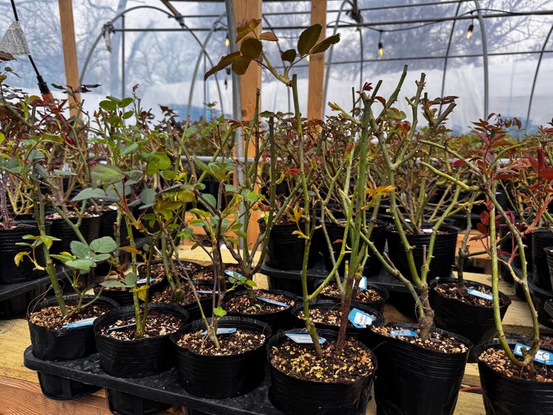 Pu&ograve; includere: Una collezione di roseti in vaso in una serra. Le piante hanno foglie e steli verdi e rossastri, in vasi di plastica neri. La serra ha una struttura in legno e un tetto in plastica trasparente.