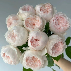 Rose plant Cocotte. 可爱瓷 ココット. Graft.