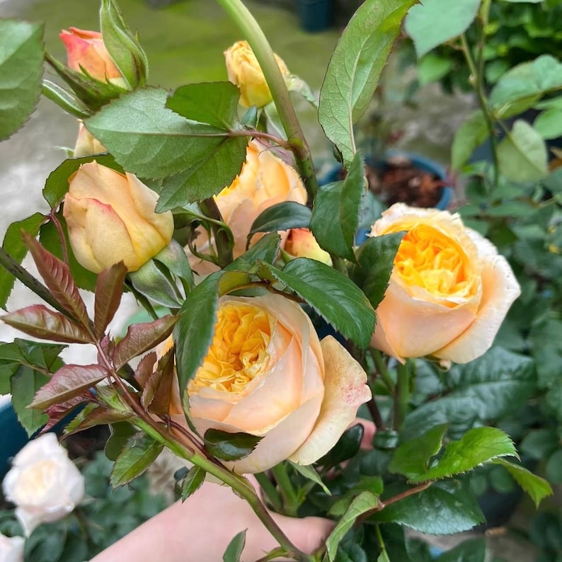 Puede incluir: Un ramo de rosas color melocot&oacute;n con centros amarillos vibrantes y hojas verdes. Las rosas est&aacute;n en varias etapas de floraci&oacute;n, desde capullos cerrados hasta flores completamente abiertas. La imagen es un primer plano, destacando los delicados p&eacute;talos y texturas.