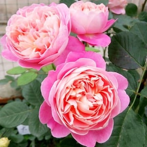 Dream Light. 梦光环. Balcony Rose. Heat resistance. Easy care and Continue Blooming. Live plant Ready to bloom.