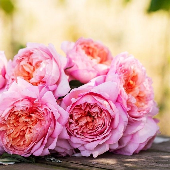 Chinese Rose. Taoran  - Etsy