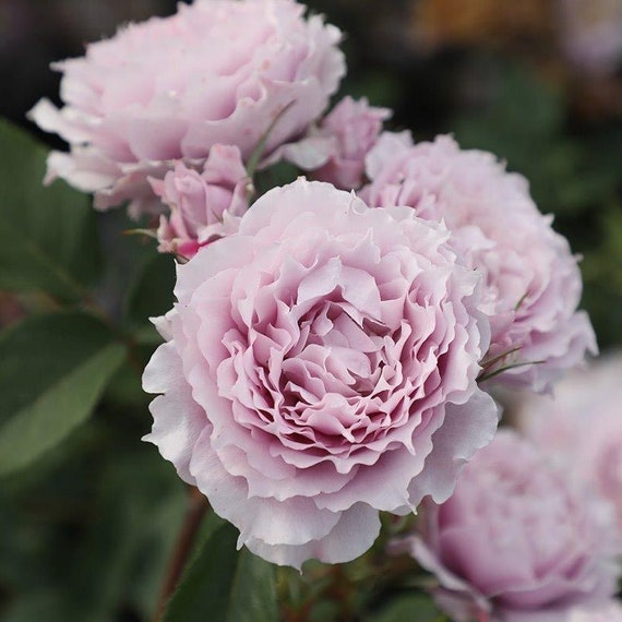 Huanzi 幻紫 Chinese Rose. - Etsy