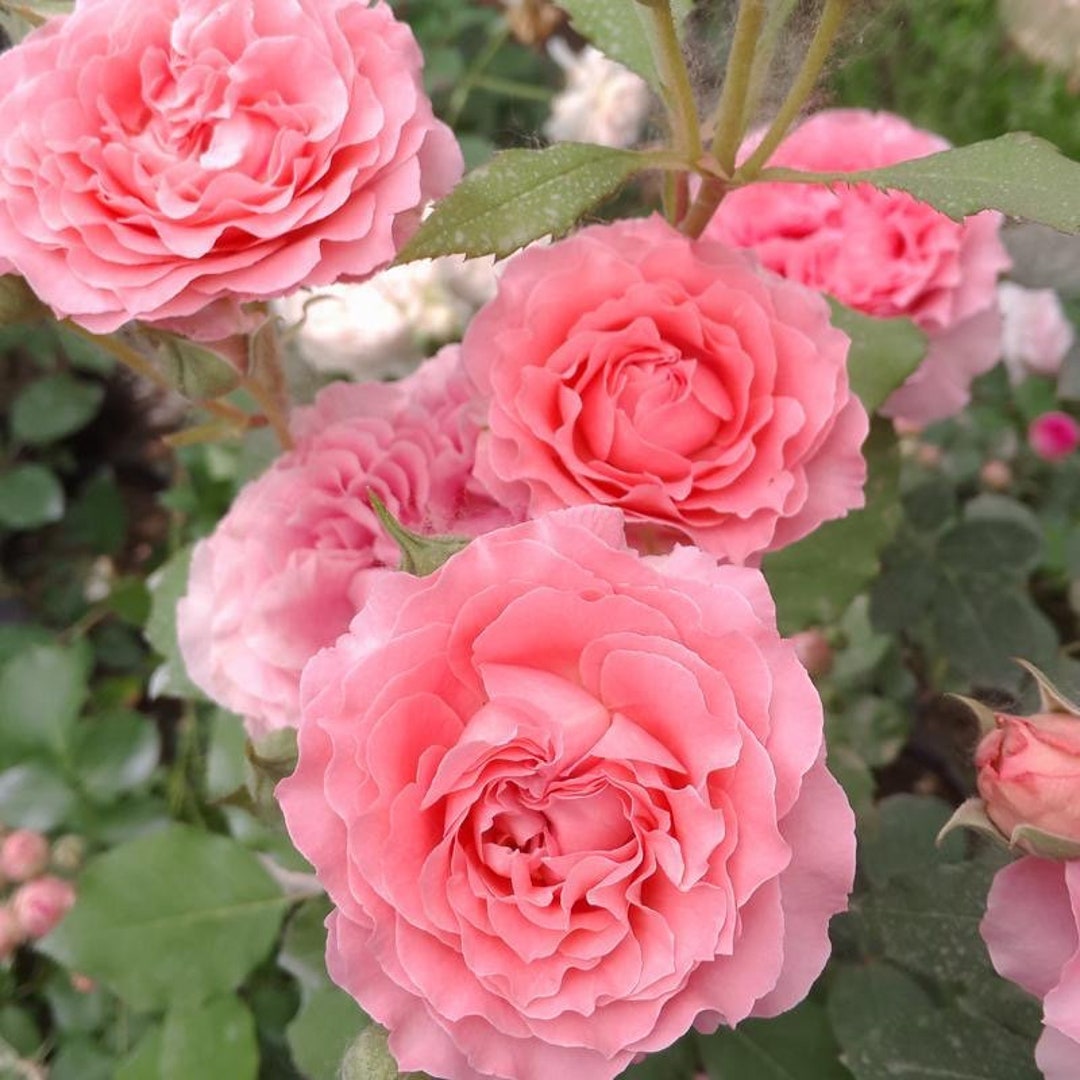 Rose Corail Gelee.珊瑚果冻. - Etsy