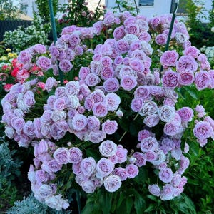 Nautica Rose  海洋之心
