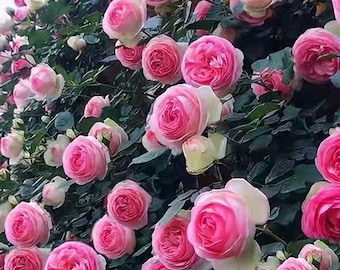 Rose Eden. Own root. Fast grow. Perfect fence cover. 粉色龙沙宝石