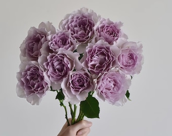 Rose new wave新浪潮