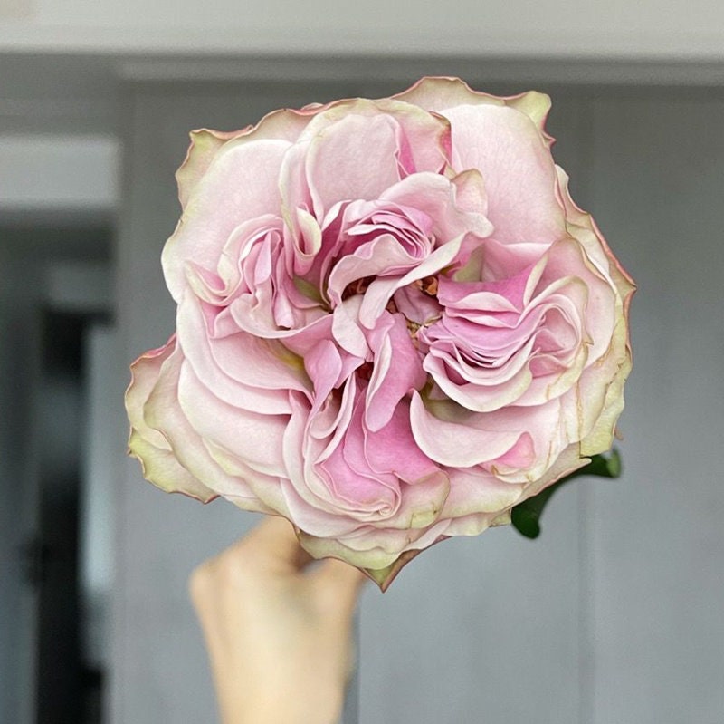 BOURBON STREET ローズ　大苗 Bourbon Street Rose-波本街｜Netherlands Cut Rose – Ergongzy