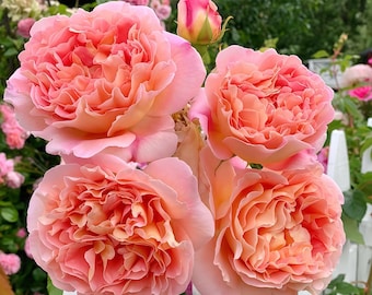 May include: Close-up of four pink and peach roses in full bloom. The roses have a ruffled appearance and are arranged in a cluster.