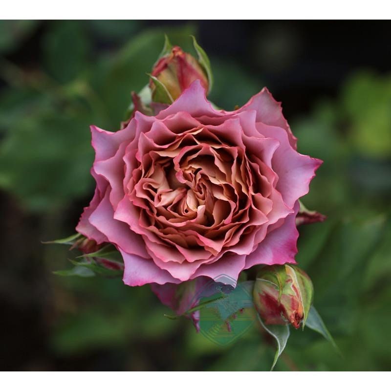 英伦节拍 Nachuru Test，continue Blooming. Own Root Shrub