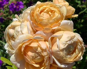 May include: A bouquet of soft yellow roses with creamy white edges. The roses are in full bloom, with many petals visible. The background features purple flowers and green foliage, creating a natural and vibrant scene.
