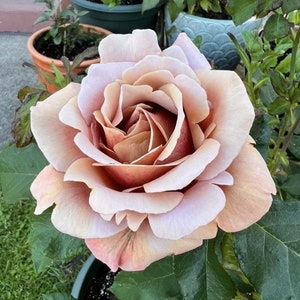 Rose Koko Loco 可可洛可 - Etsy