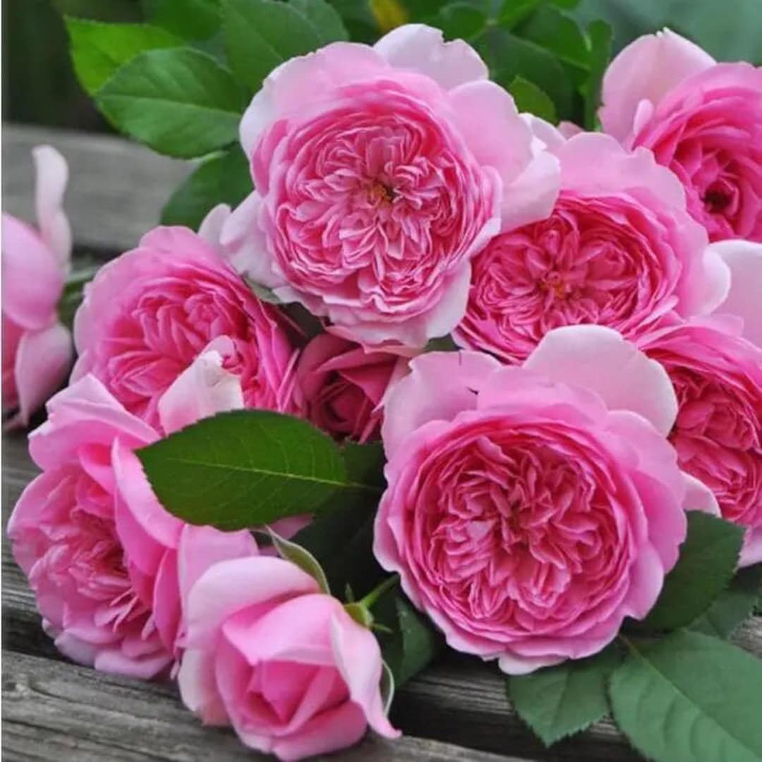 Fance Roses Rose Pompadour.庞巴度 France Rose.nonstop Blooming. Fragrance. Live Plant ...