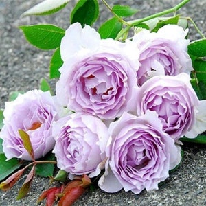 Japanese Rose. Nachuru Rose. 英伦节拍. 清茶 Fragrance