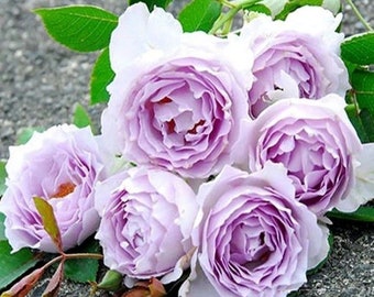 Rare Lucifer Rose: Super Fragrant, Own Root Shrub