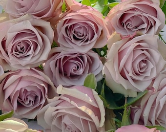 Cut rose plant wild moss/野苔藓