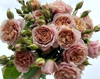 Mon Coeur 我的心モン クゥール Fragrance. Japanese Rose Continue
