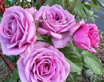 May include: A cluster of lavender roses in various stages of bloom. The fully opened flowers display a deep pink center, while others are still budding. Green leaves and thorny stems surround the blossoms, creating a natural, vibrant display.