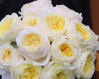 Amnesty International 柠檬雪酪 Lemon Sherbet Rose