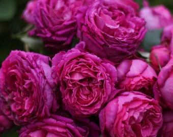 Rose “augusta Luise” 奥古斯塔路易斯tantau Rose Live Plant, 1