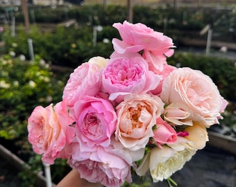 Rose Pinky Pie. 粉红派 - Etsy
