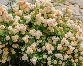 Ghislaine de Feligonde阿兹玛赫德