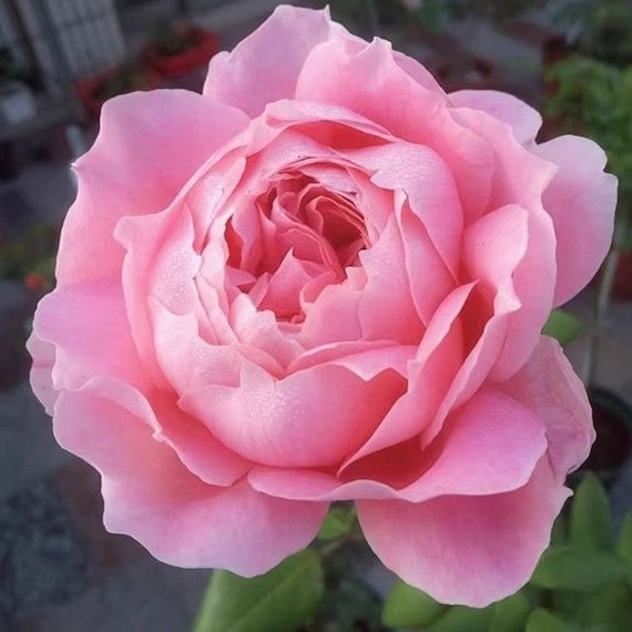 Scook Anne Sophie Pic アンソフィー　ピック Anne-Sophie Pic rose-安索菲比克｜France Shurb Rose