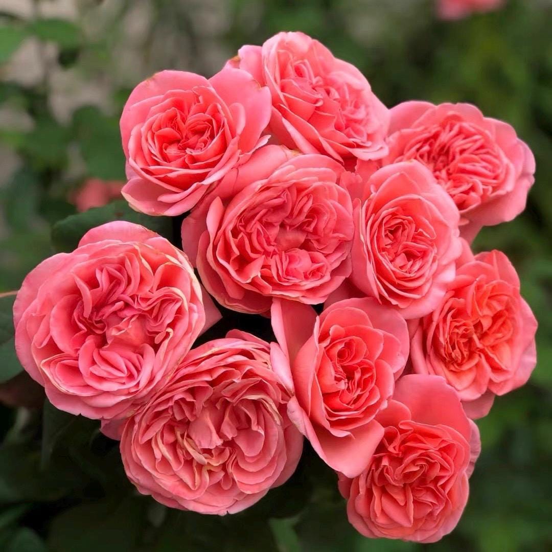 Mademoiselle Meilland Rose: Candy Pink Hybrid Tea, Fruity