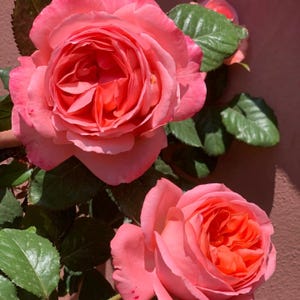 Bijou corail 珊瑚宝珠 own root. Live Rose plant.