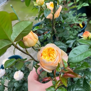 Puede incluir: Primer plano de rosas color melocot&oacute;n con centros de color amarillo brillante y hojas verdes. Varias flores se encuentran en varias etapas de apertura, desde capullos apretados hasta flores completamente abiertas. Las rosas est&aacute;n en una maceta, lo que sugiere que se cultivan.