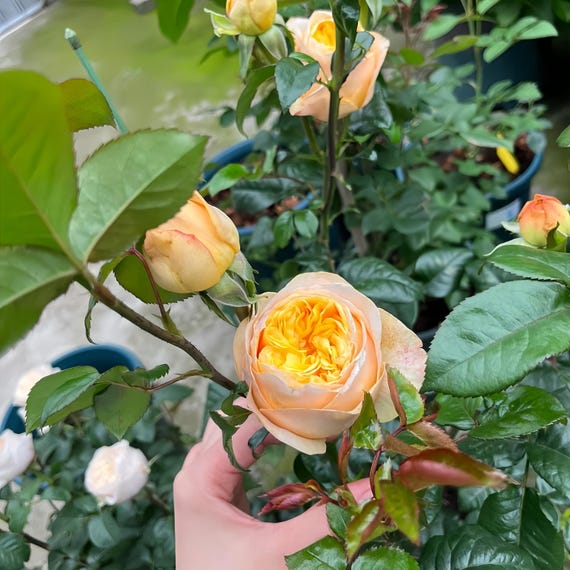 Bergamotte / fragrance Lemon. Cut rose plant. 香柠檬 own root