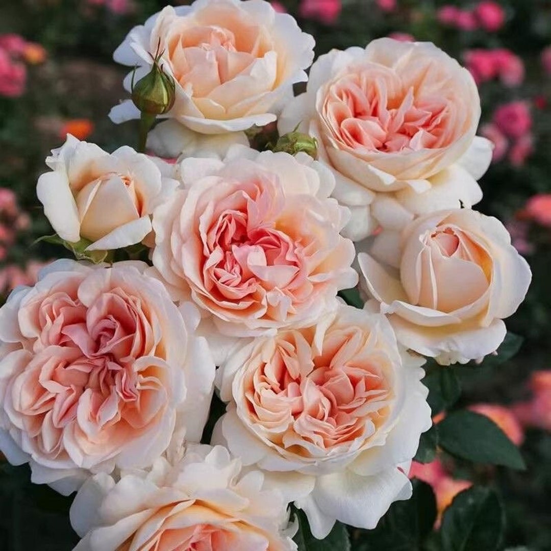 専用ページROSE☆ROSE様 大人可愛いオーダー il_1080xN.5656693426_2t46.jpg