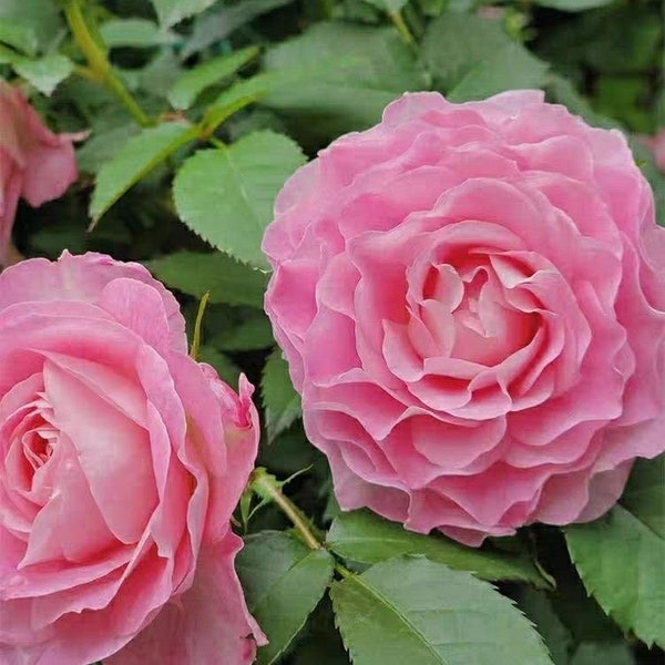 Neptune King Terrazza 海神王 Continue Blooming. Flower machine. Perfect Balcony Rose.