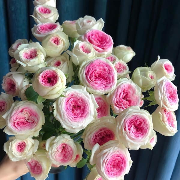 Ice cream/ gelato  Own root. 冰淇淋 fast Repeat blooming