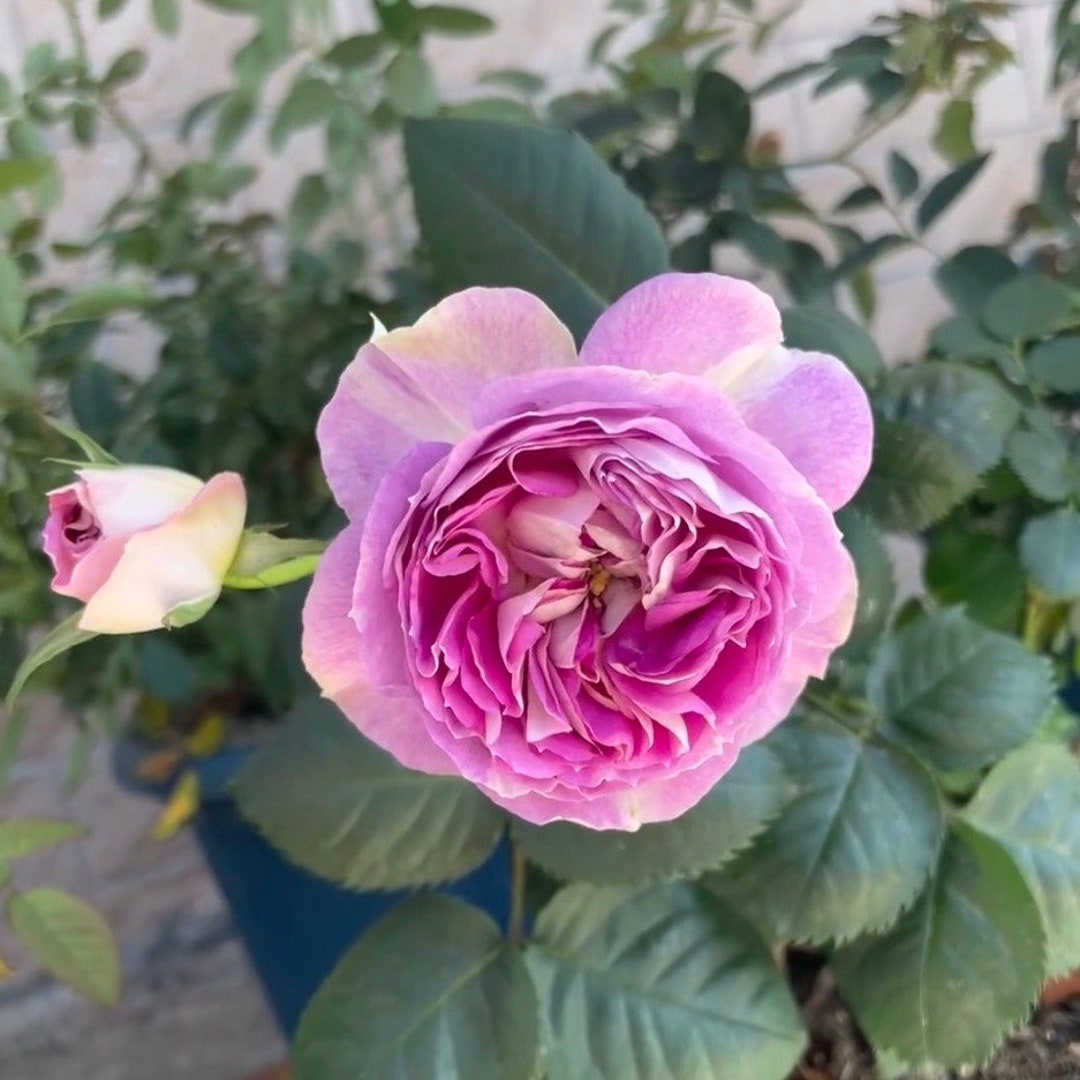Rose Saphir 蓝宝石 Tantau Rose. - Etsy