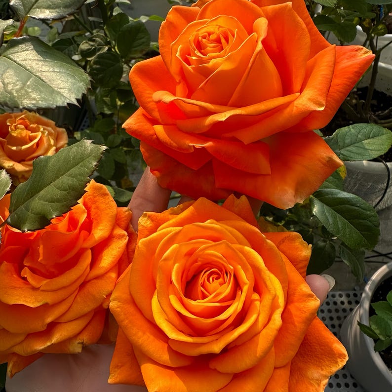 May include: Close-up of vibrant orange roses in full bloom. The petals display a gradient of color, from a deep orange at the center to a lighter hue at the edges. Green leaves and other rose buds are visible in the background. A beautiful floral arrangement.