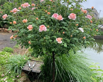 May include: A lush rose bush with numerous pink and peach-colored roses in full bloom. The bush is surrounded by green foliage and sits near a body of water. The image captures the beauty of nature.