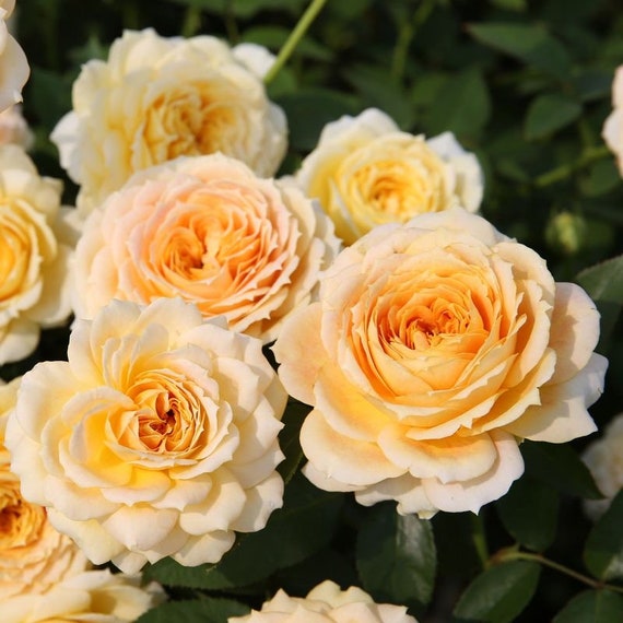 Caramel Antike Rose 焦糖古董 - Etsy