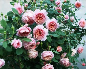 Auswill. Own root. Climbing rose. Pretty and fragrance.