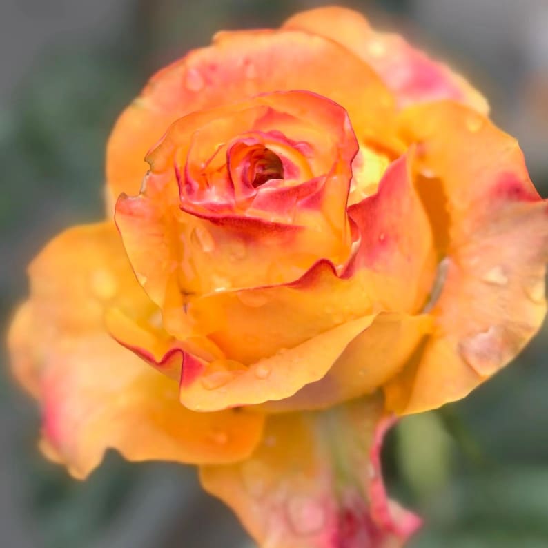 May include: Close-up of a vibrant orange rose with red edges and water droplets. The rose petals are tightly curled in the center, opening to reveal the inner layers. The flower is in full bloom, showcasing its intricate details.