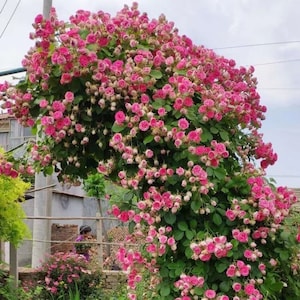 May include: A vibrant pink rose bush with lush green foliage, blooming with a profusion of pink flowers. The bush is growing against a wall and is covered in blossoms.