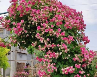 Rouge 胭脂扣 Fast grow climber. Continue Blooming.