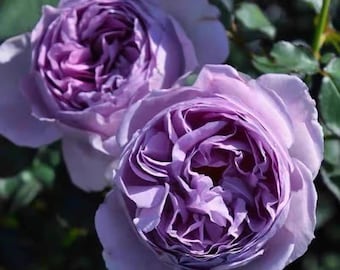 Rose Lillas 丽拉