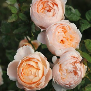 Auswonder. 安布  Pretty rose. Own root.