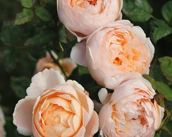 バラ　大苗　断捨離　Princess Sakura バラ 大苗 断捨離 Princess Sakura Princess Sakura. 樱花公主