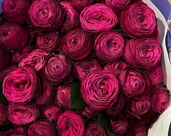 Rose dima bombastic. 浮夸迪马
