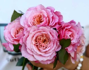 Miyabi Cha – Beige & Apricot Japanese Florist Rose (own Root) - Etsy