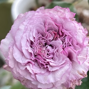 Ilias 伊利亚特 Japanese Rose. Pretty Blue Rose
